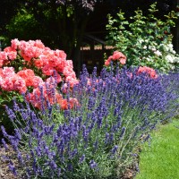 garden 944195